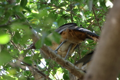 Ortalis poliocephala