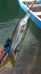 Centropomus undecimalis