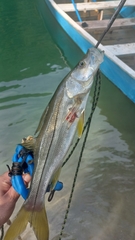 Centropomus undecimalis