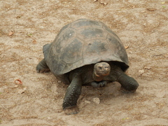 Chelonoidis niger