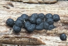Rosellinia