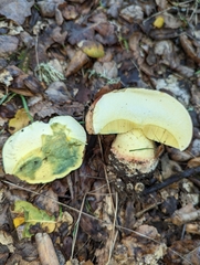 Butyriboletus querciregius