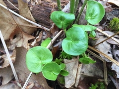 Parnassia asarifolia