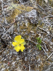Hibbertia procumbens