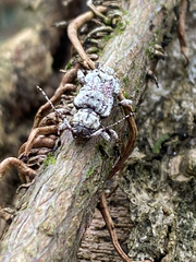 Leptostylus asperatus