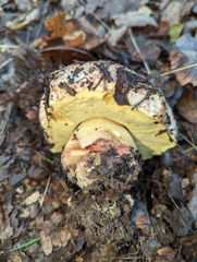 Butyriboletus querciregius