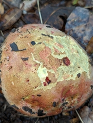 Butyriboletus querciregius