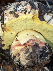 Butyriboletus querciregius