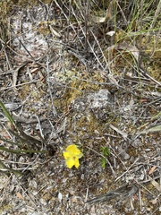 Hibbertia procumbens