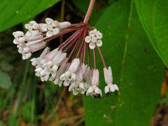 Asclepias pellucida