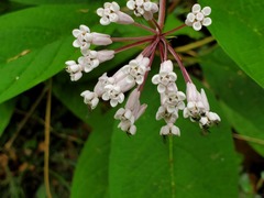 Asclepias pellucida