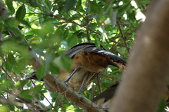 Ortalis poliocephala