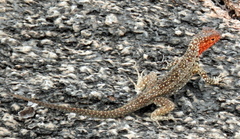 Microlophus albemarlensis