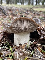 Entoloma ferruginans