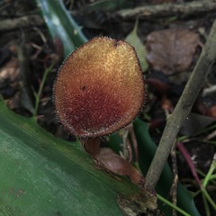 Aristolochia maxima