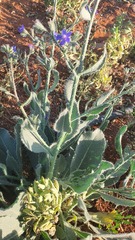 Anchusa strigosa