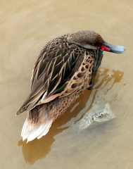 Anas bahamensis galapagensis