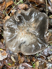 Entoloma ferruginans