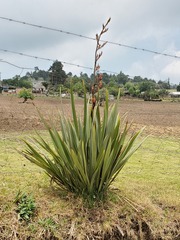 Phormium tenax