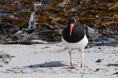 Haematopus leucopodus