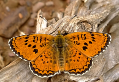 Melitaea arduinna