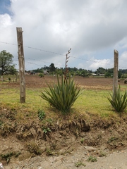 Phormium tenax