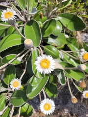 Pachystegia insignis