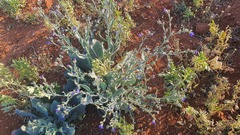 Anchusa strigosa