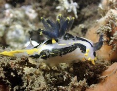 Polycera capensis