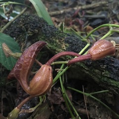 Aristolochia maxima