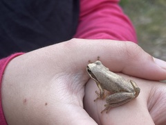 Litoria ewingii
