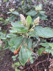 Ceanothus arboreus