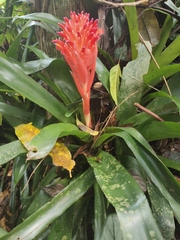 Billbergia pyramidalis