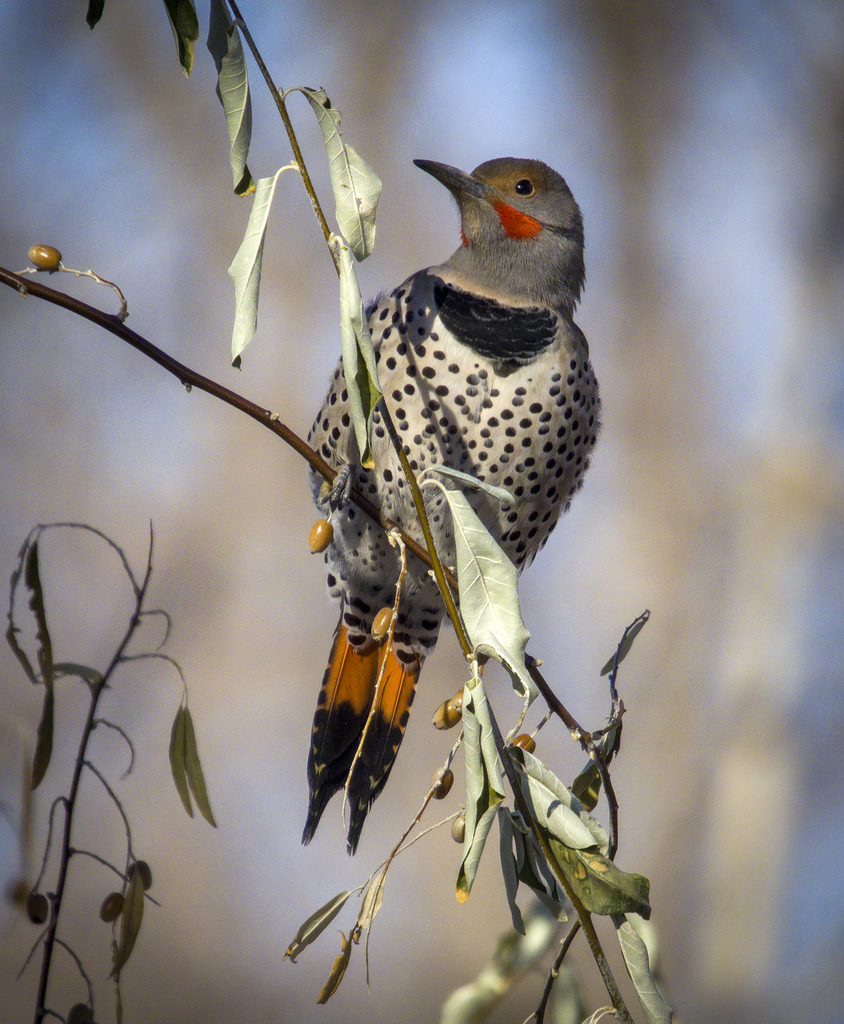 Northern Red Shafted Flicker Stivers Lagoon Fremont Central Park Large