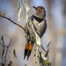 Northern Red-shafted Flicker - Photo (c) maticus, some rights reserved (CC BY-NC), uploaded by maticus