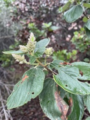 Ceanothus arboreus
