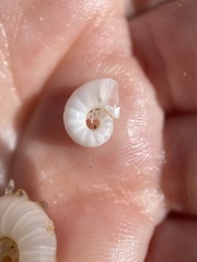 Spirula spirula