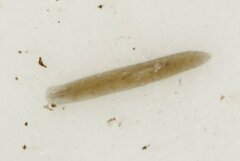Planaria