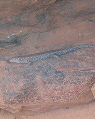 Liopholis margaretae