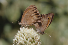 Hyponephele lycaonoides