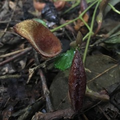 Aristolochia maxima