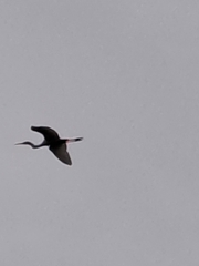 Egretta garzetta