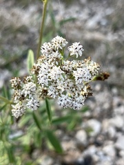 Florestina tripteris