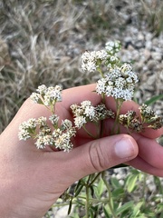 Florestina tripteris