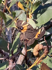 Tisiphone abeona albifascia