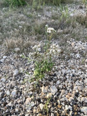 Florestina tripteris