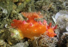 Plocamopherus imperialis