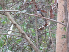 Rhipidura rufiventris