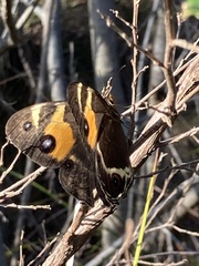 Tisiphone abeona albifascia