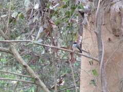 Rhipidura rufiventris